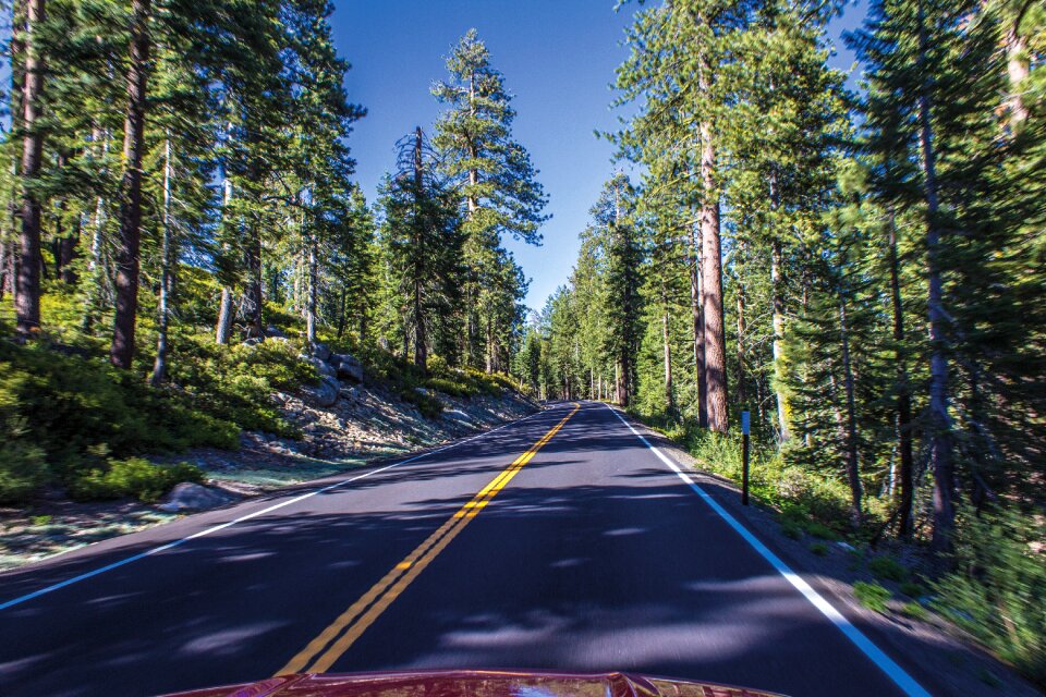 Forest trees tioga pass