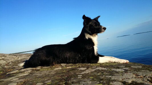 Border collie cliff summer