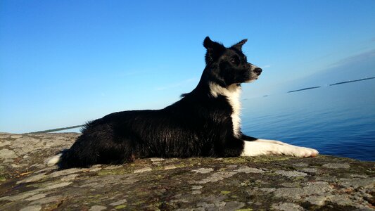 Border collie cliff summer photo