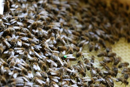 Queen bee honey beehive photo