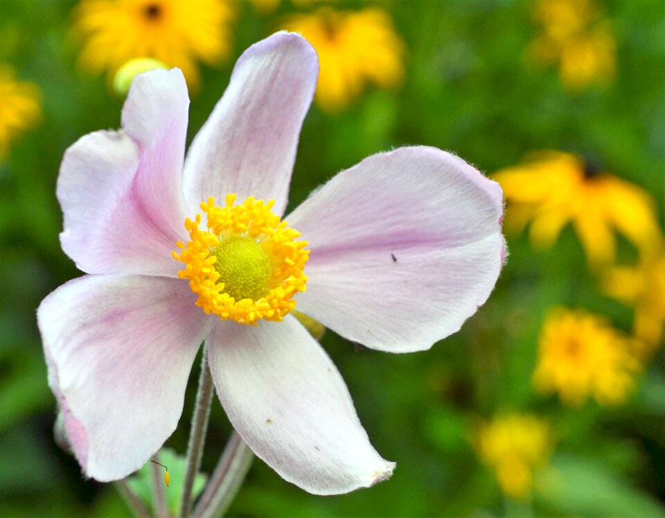 Ranunculaceae garden blossom