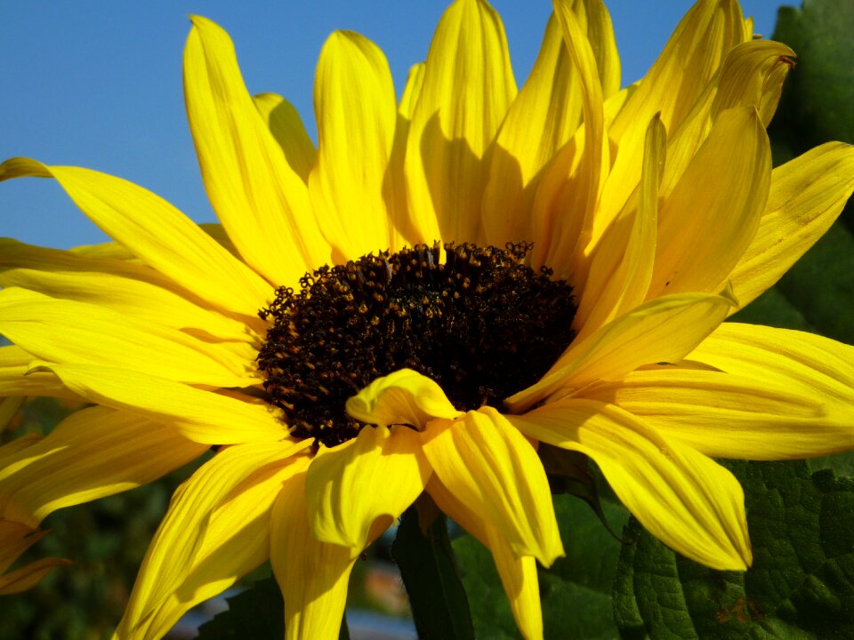 Sunflower flowers yellow flower