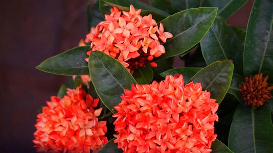 Hydrangea red flowers intensive