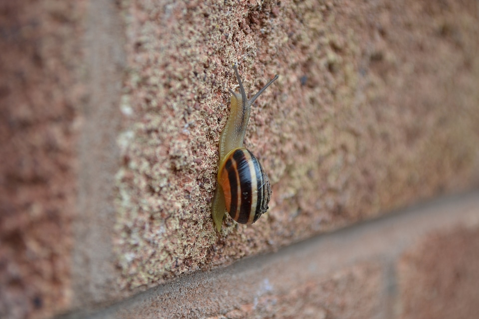 Brick climb nature