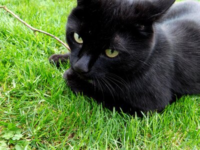 Black pet animal