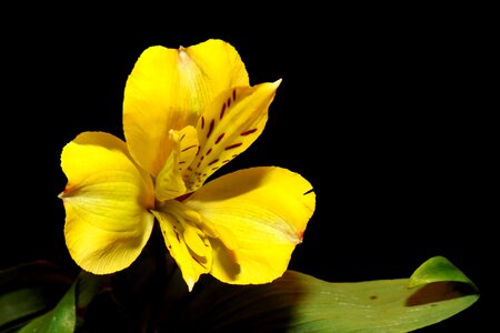 Yellow schwertliliengewaechs black background photo