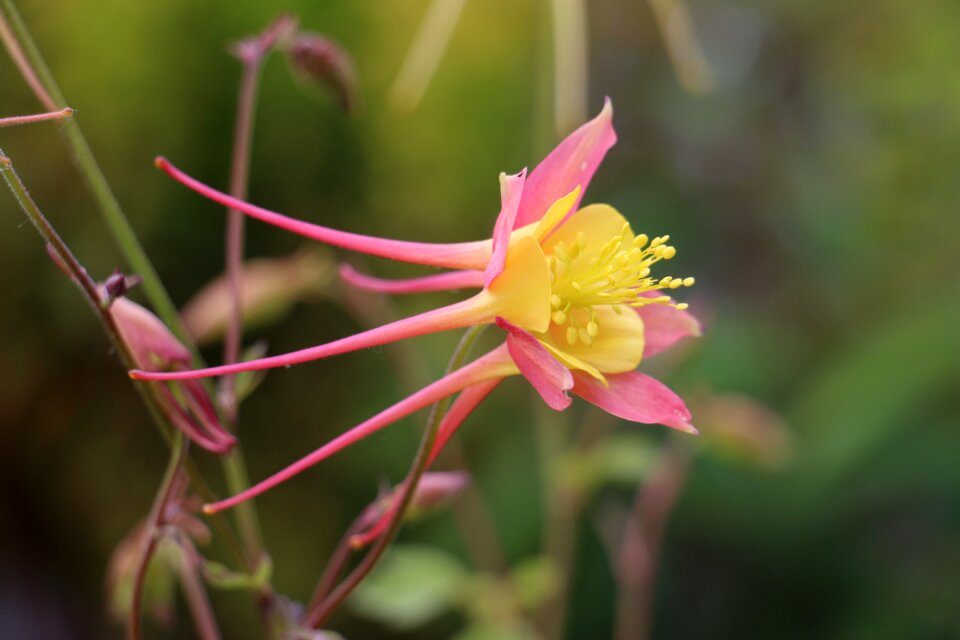Yellow bloom langspornig flower garden
