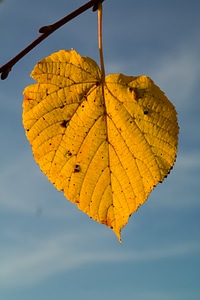 Leaf coloring leaf veins veins