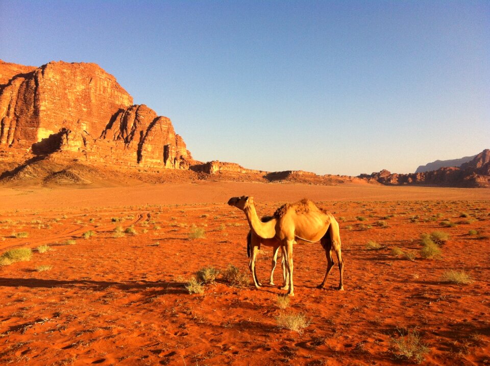 Camel jordan dromedary