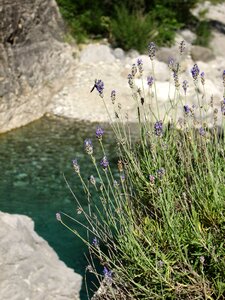 Nature water flower