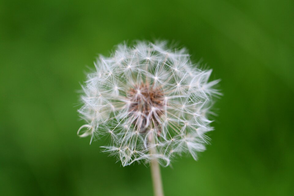 Close up nature flower
