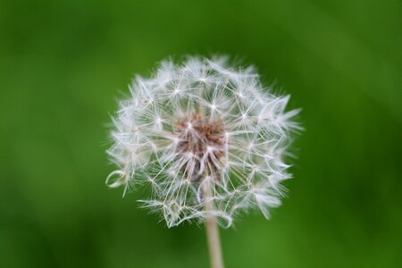 Close up nature flower photo