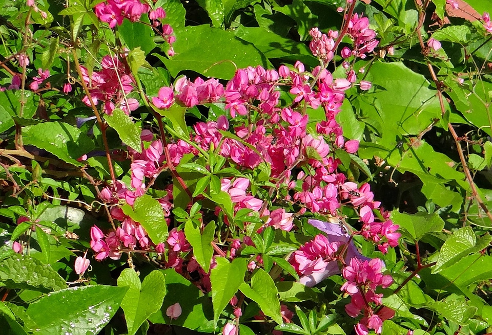 Flower pink bride's tears