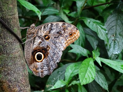 Mariposa insect arthropod