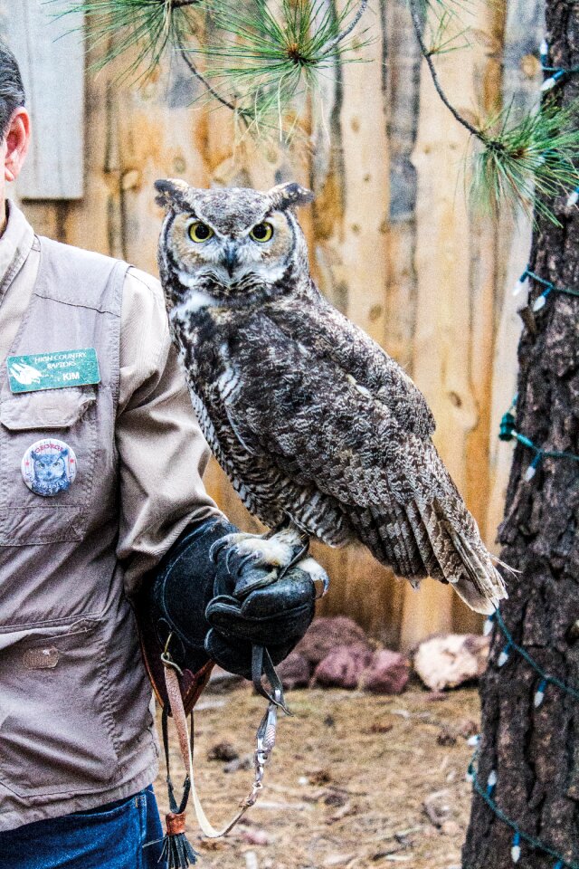 Show bird bearizona
