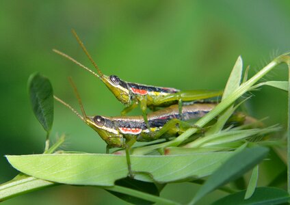 Two mating duet photo