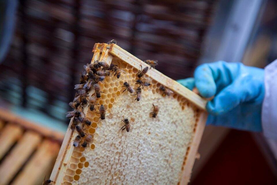Beekeeping beekeeper