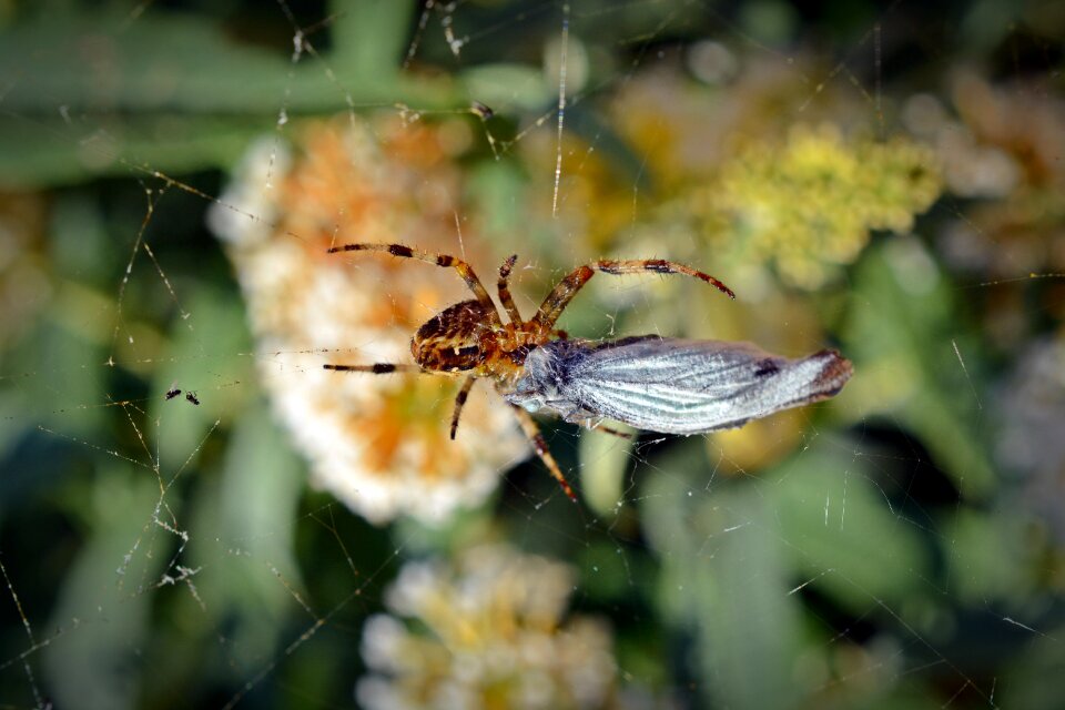 Spider with prey close up arachnid