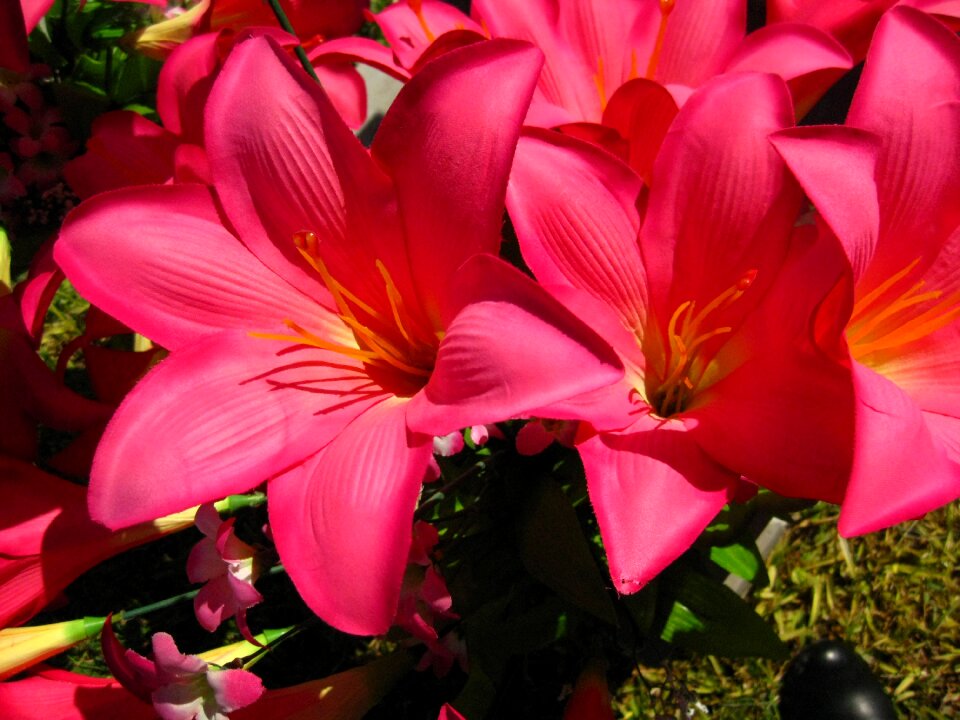 Lilly floral bouquet photo