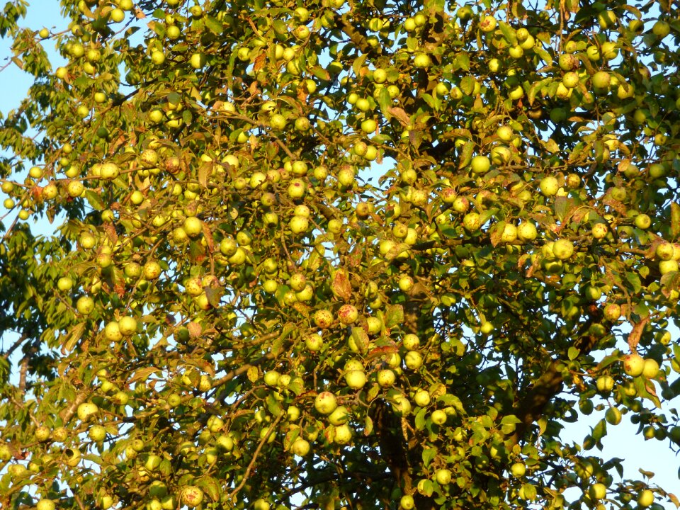 Fruit autumn harvest