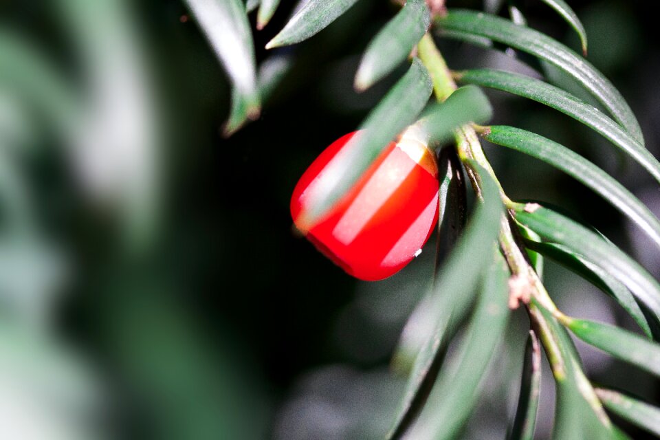 Bush evergreen taxaceae