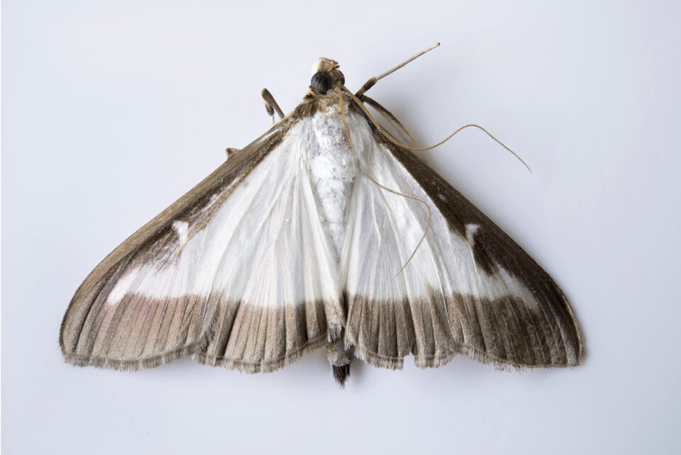 Invasive pest brown