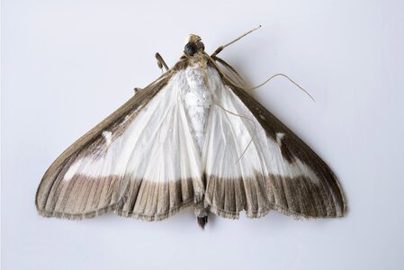 Invasive pest brown