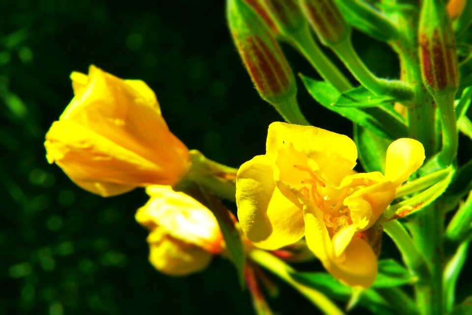 Flower meadow yellow nature