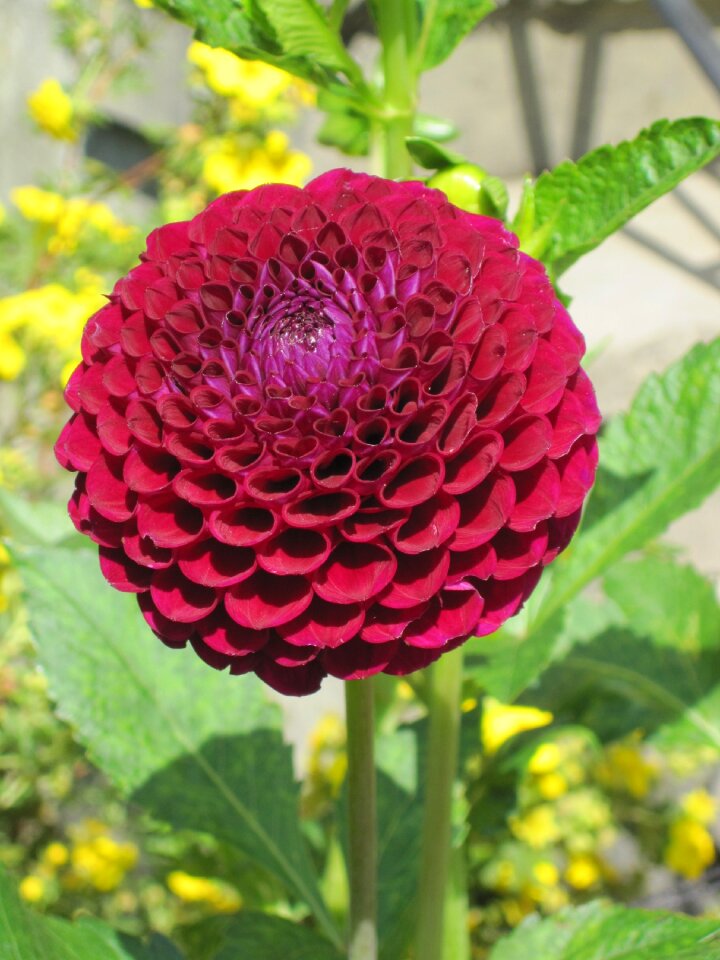 Dahlia summer flowers red flower