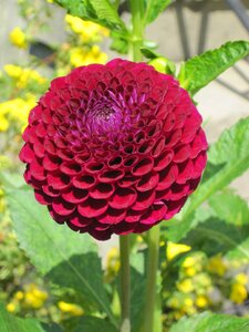 Dahlia summer flowers red flower photo