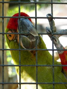 Bird colorful red photo