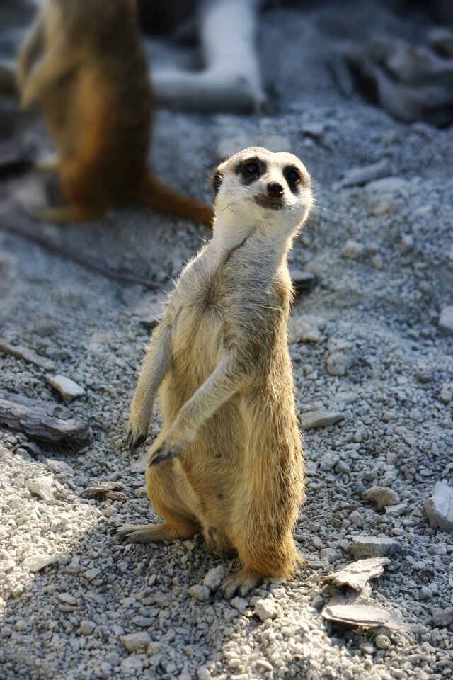 Observer the zoo curious