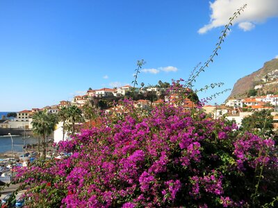Madeira flower island portugal