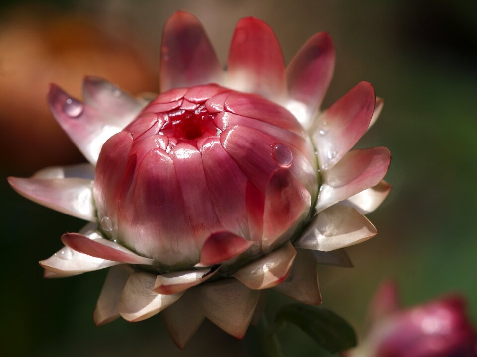 Salmon pink plant