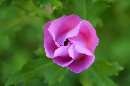Flower pink bud photo