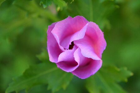 Flower pink bud
