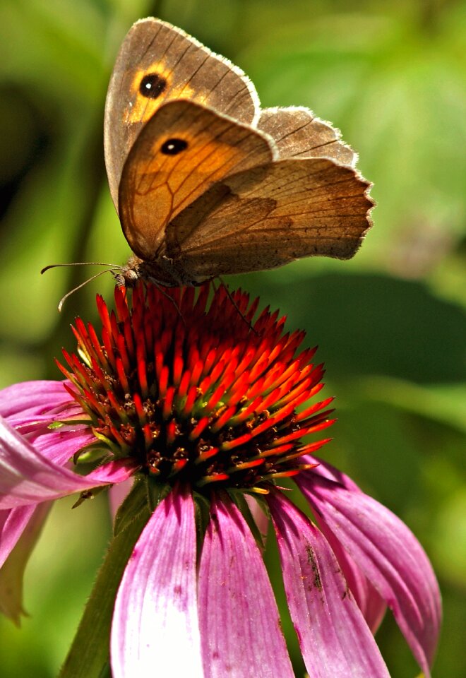 Insect blossom bloom