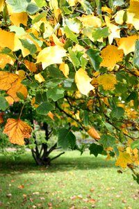 Yellow green colorful