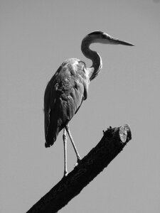 Grey heron bird eastern