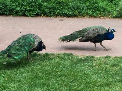 Tail feather plumage