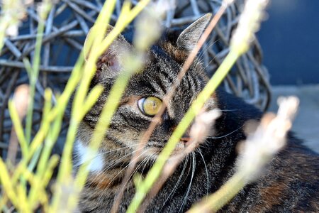 Mieze mackerel domestic cat