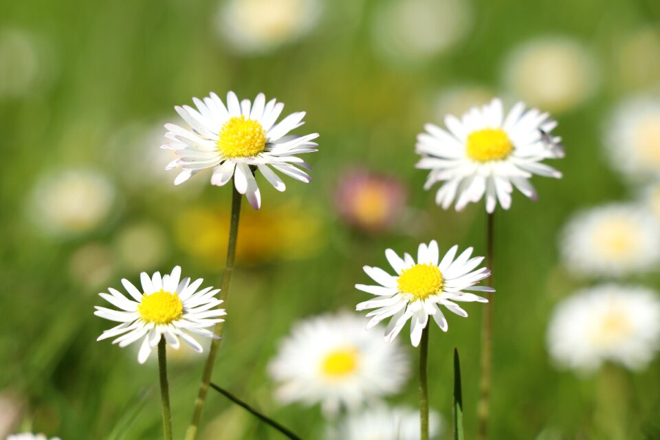 Daisy close up bright photo