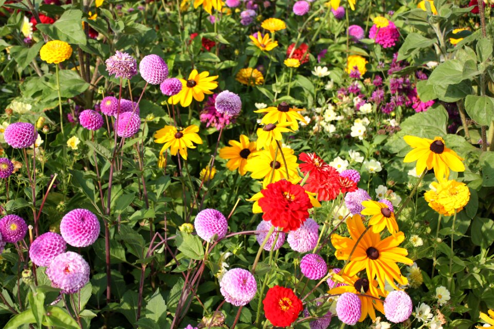 Flower meadow country garden show colorful