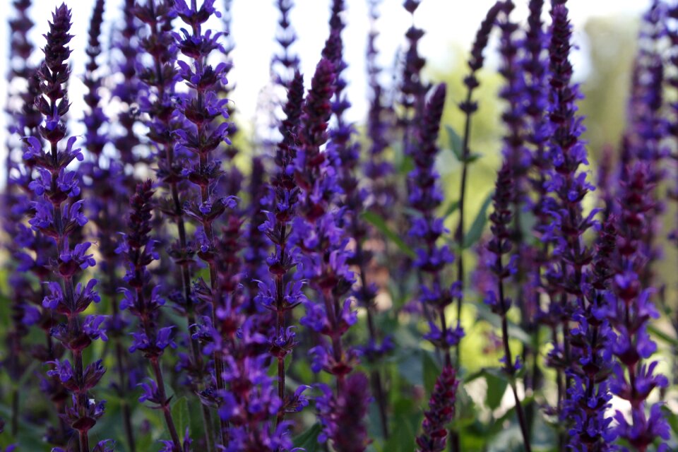 Wildflower purple