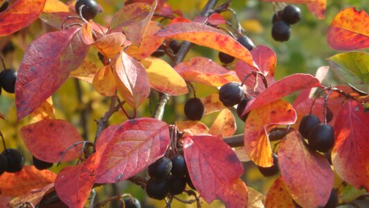 Shrub autumn flora
