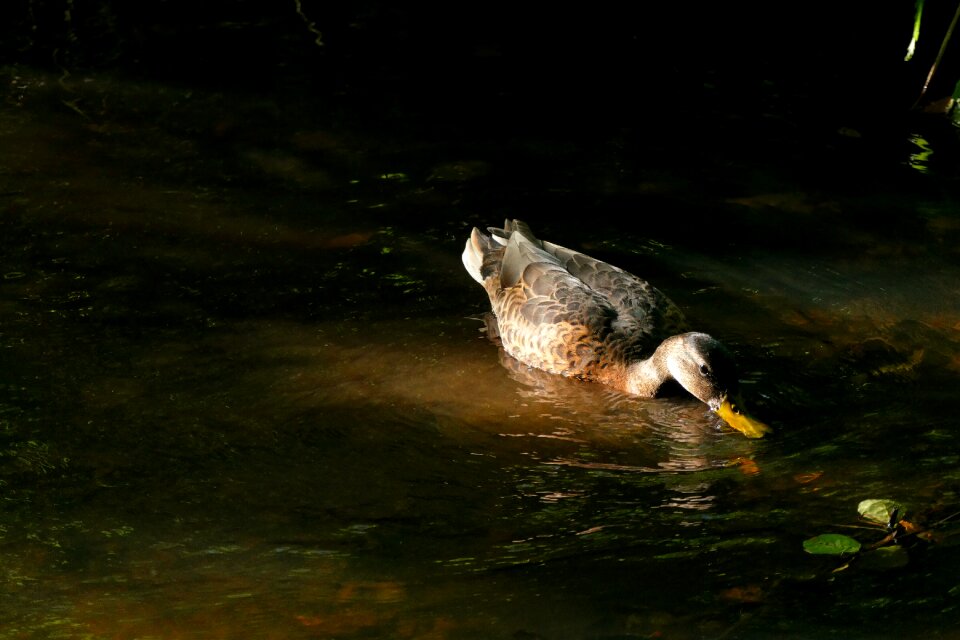 Water water bird animal