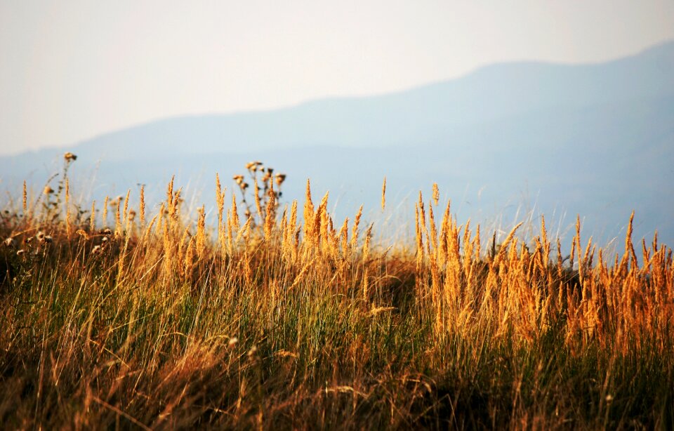Dry grass autumn nature