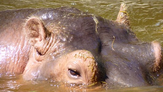 Mammal hippopotamus huge