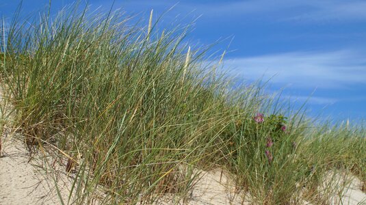 Dunes sand coastal protection photo