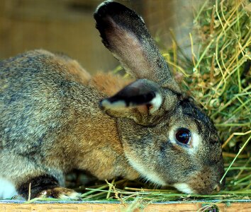 Sulfur animals nature
